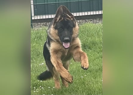 Deutscher Schäferhund Welpe mit Papiere