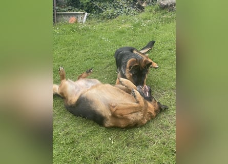 Deutscher Schäferhund Welpe mit Papiere