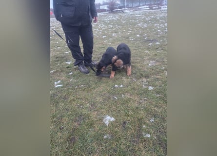 Deutsche Schäferhund Welpen mit Papiere.