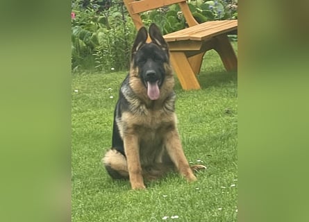 Deutscher Schäferhund Welpe mit Papiere