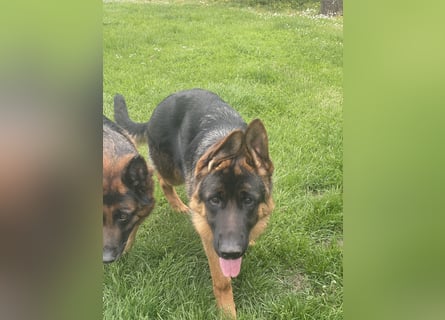 Deutscher Schäferhund Welpe mit Papiere