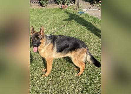 Deutscher Schäferhund Welpe mit Papiere