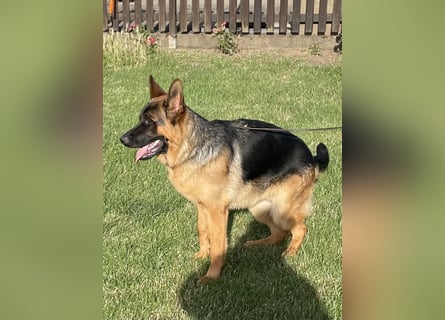 Deutscher Schäferhund Welpe mit Papiere
