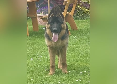 Deutscher Schäferhund Welpe mit Papiere