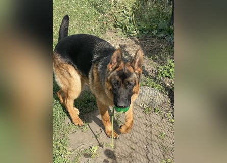 Deutscher Schäferhund Welpe mit Papiere