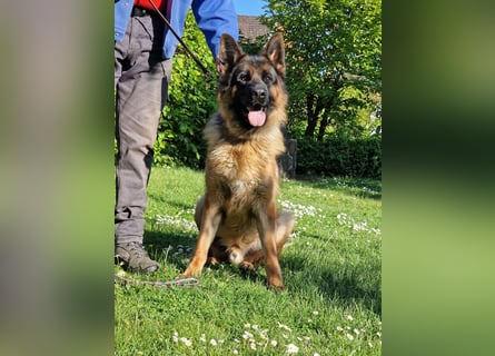UNO - 2 jähriger Schäferhund Rüde
