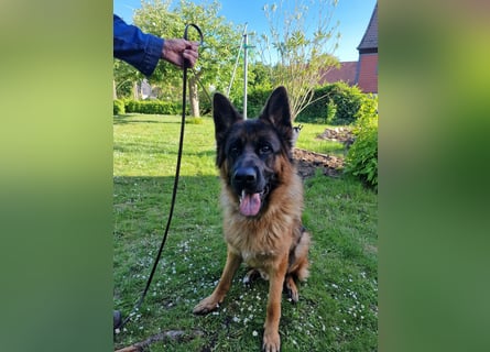 UNO - 2 jähriger Schäferhund Rüde