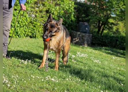 UNO - 2 jähriger Schäferhund Rüde