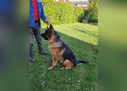 UNO - 2 jähriger Schäferhund Rüde