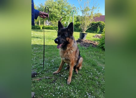 UNO - 2 jähriger Schäferhund Rüde