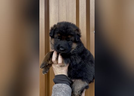 Wunderschöne Schäferhundewelpen suchen ihr neues zu Hause