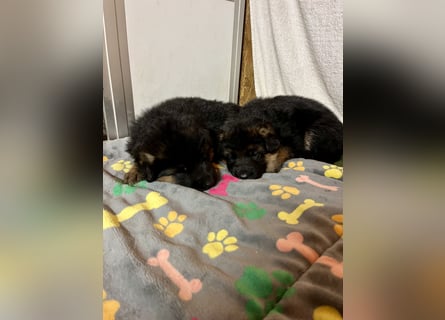 Wunderschöne Schäferhundewelpen suchen ihr neues zu Hause