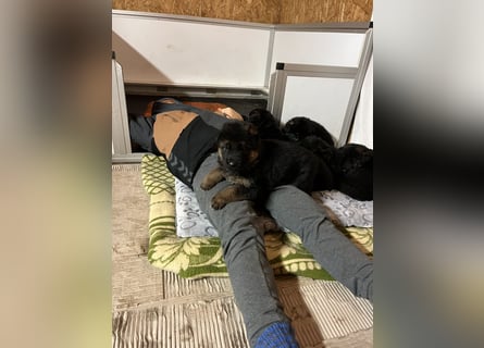 Wunderschöne Schäferhundewelpen suchen ihr neues zu Hause