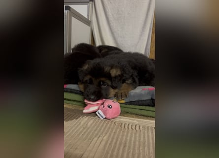 Wunderschöne Schäferhundewelpen suchen ihr neues zu Hause