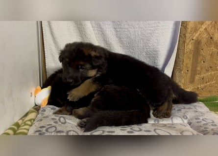 Wunderschöne Schäferhundewelpen suchen ihr neues zu Hause