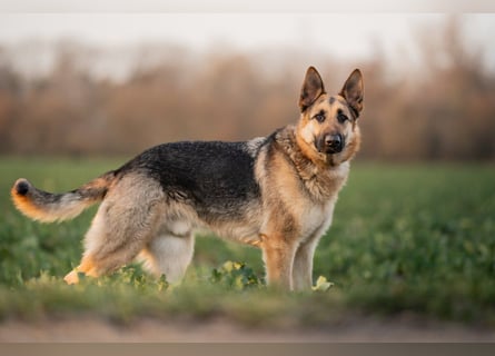 Bandito sucht ein Zuhause mit klarer Führung