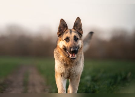 Bandito sucht ein Zuhause mit klarer Führung