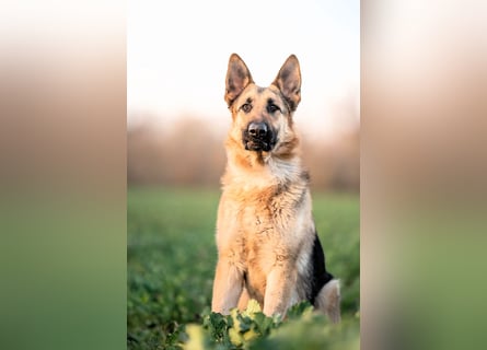Bandito sucht ein Zuhause mit klarer Führung