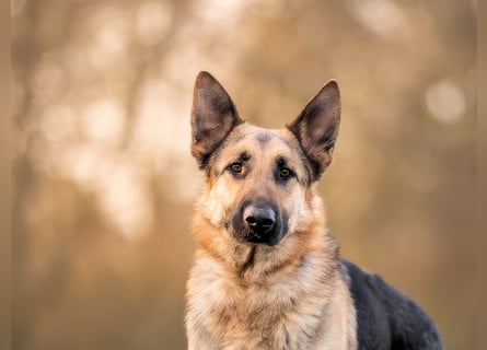 Bandito sucht ein Zuhause mit klarer Führung