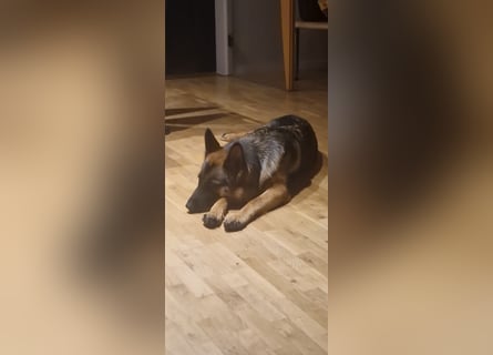 Leistungsstarke Deutsche Schäferhündin aus Arbeitslinie abzugeben.