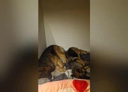 Leistungsstarke Deutsche Schäferhündin aus Arbeitslinie abzugeben.