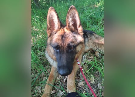 Leistungsstarke Deutsche Schäferhündin aus Arbeitslinie abzugeben.