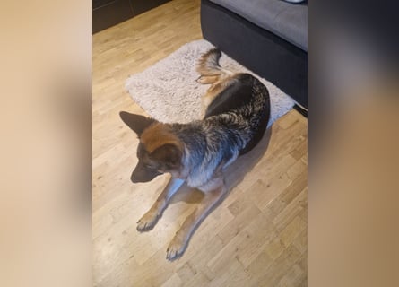 Leistungsstarke Deutsche Schäferhündin aus Arbeitslinie abzugeben.