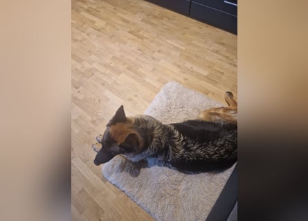 Leistungsstarke Deutsche Schäferhündin aus Arbeitslinie abzugeben.