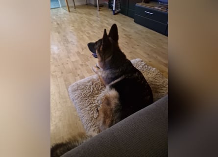 Leistungsstarke Deutsche Schäferhündin aus Arbeitslinie abzugeben.