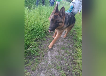 Leistungsstarke Deutsche Schäferhündin aus Arbeitslinie abzugeben.