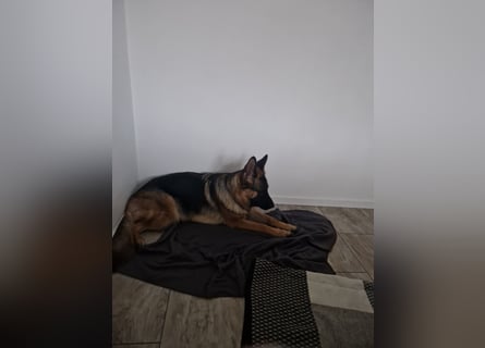 Leistungsstarke Deutsche Schäferhündin aus Arbeitslinie abzugeben.