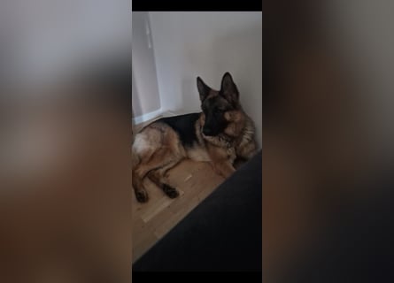 Leistungsstarke Deutsche Schäferhündin aus Arbeitslinie abzugeben.