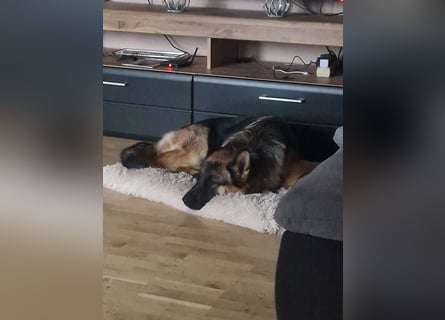 Leistungsstarke Deutsche Schäferhündin aus Arbeitslinie abzugeben.