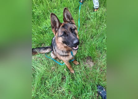 Leistungsstarke Deutsche Schäferhündin aus Arbeitslinie abzugeben.