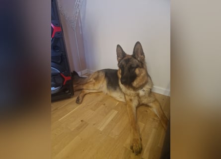 Leistungsstarke Deutsche Schäferhündin aus Arbeitslinie abzugeben.