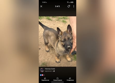 Von Tannengrunder Wald Schäferhund aus der Leistungszucht