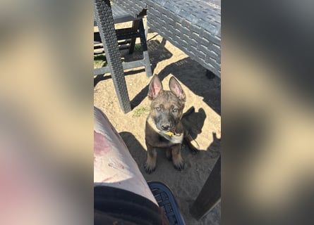 Von Tannengrunder Wald Schäferhund aus der Leistungszucht
