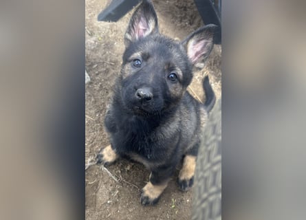 Von Tannengrunder Wald Schäferhund aus der Leistungszucht