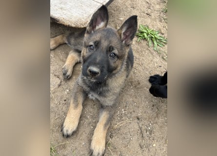 Von Tannengrunder Wald Schäferhund aus der Leistungszucht