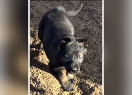 Von Tannengrunder Wald Schäferhund aus der Leistungszucht