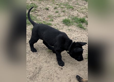 Von Tannengrunder Wald Schäferhund aus der Leistungszucht