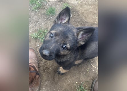 Von Tannengrunder Wald Schäferhund aus der Leistungszucht