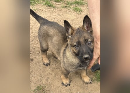 Von Tannengrunder Wald Schäferhund aus der Leistungszucht