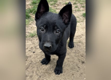 Von Tannengrunder Wald Schäferhund aus der Leistungszucht