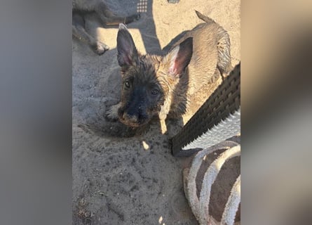 Von Tannengrunder Wald Schäferhund aus der Leistungszucht