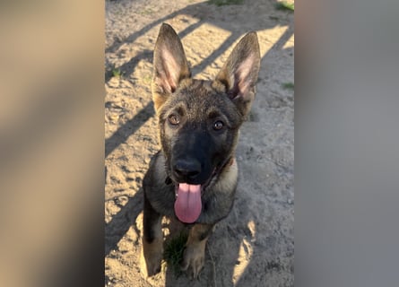 Von Tannengrunder Wald Schäferhund aus der Leistungszucht