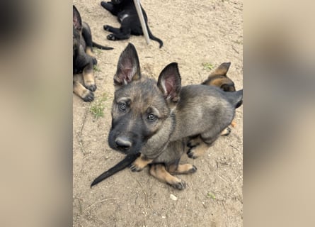 Von Tannengrunder Wald Schäferhund aus der Leistungszucht