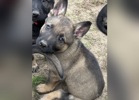 Von Tannengrunder Wald Schäferhund aus der Leistungszucht