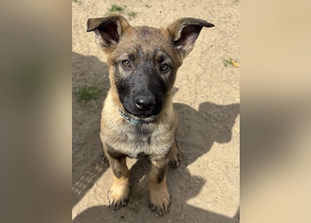 Von Tannengrunder Wald Schäferhund aus der Leistungszucht