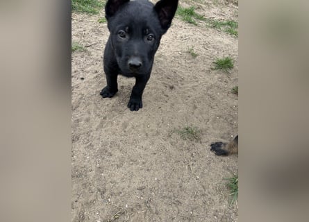 Von Tannengrunder Wald Schäferhund aus der Leistungszucht